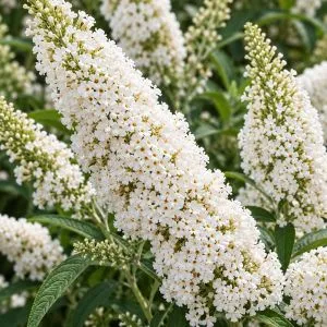 Буддлея White Profusion фото
