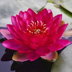 Кувшинка Burgundy Princess фото