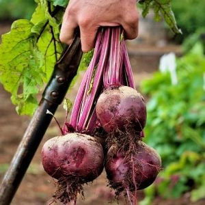 Свекла столовая Борщевая пакет-гигант 20г фото