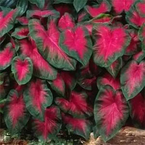 Каладиум Freida Hemple фото