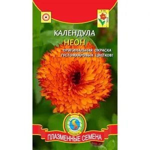 Календула Неон фото