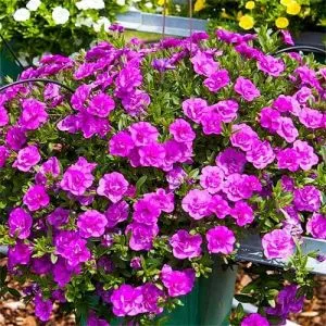 Калибрахоа MF Double Pinkmania фото