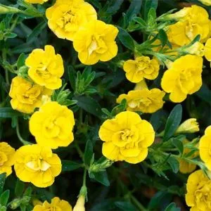 Калибрахоа MF Double Yellow фото