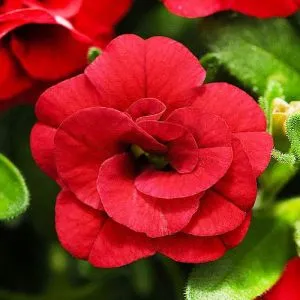 Калибрахоа MF Double Dark Red фото