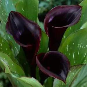 Калла Hot Chocolate фото
