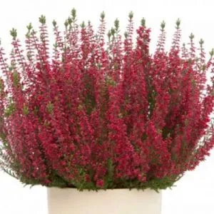 Вереск Sissi фото