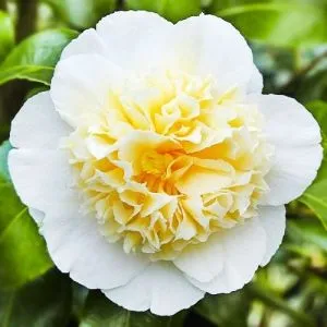 Камелия Brushfield's Yellow фото