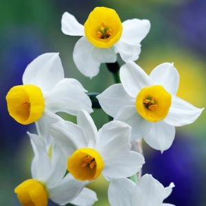 Нарцисс Canaliculatus фото