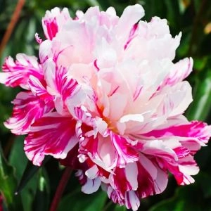 Пион Candy Stripe фото