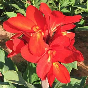 Канна Сherry Red фото