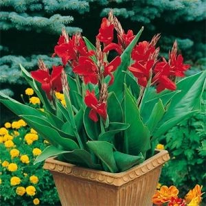 Канна Сherry Red 25 фото