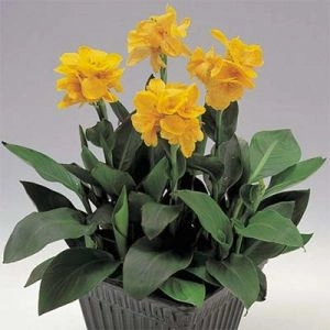 Канна Tropical Yellow (семена) фото