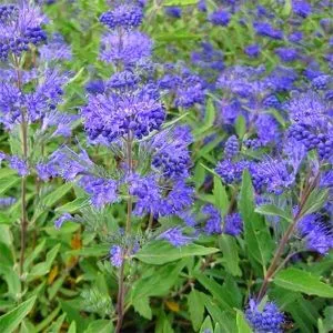 Кариоптерис Heavenly Blue фото