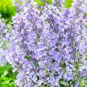 Котовник Junior Walker фото