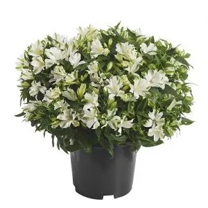 Альстромерия Charmelita White Zapricharmi фото