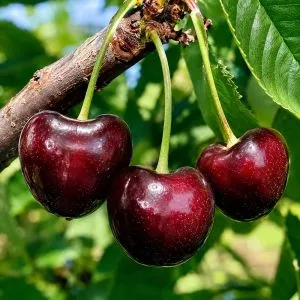Черешня Наполеон фото