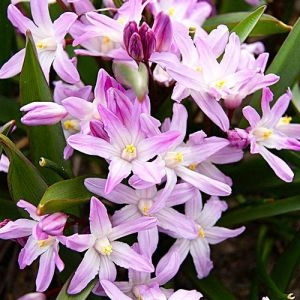 Хионодокса Forbesii Rosea фото
