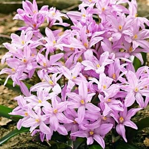 Хионодокса Rose Queen 5/6 фото