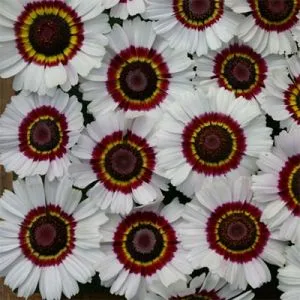 Хризантема Bright Eye фото