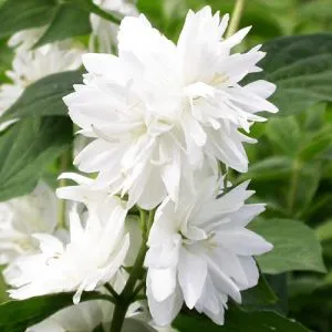Чубушник Minnesota Snowflake фото