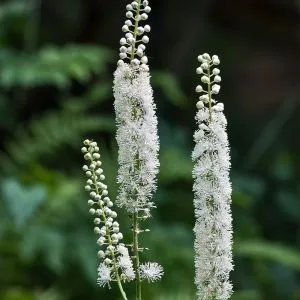 Цимицифуга (клопогон) Racemosa фото