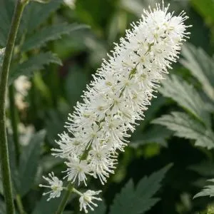 Цимицифуга (клопогон) White Pearl фото