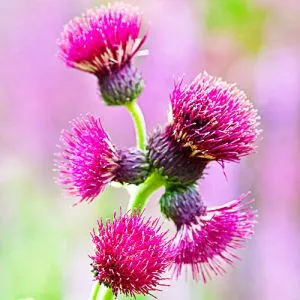 Бодяк ручейный Atropurpureum фото