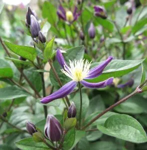 Клематис Aromatica фото