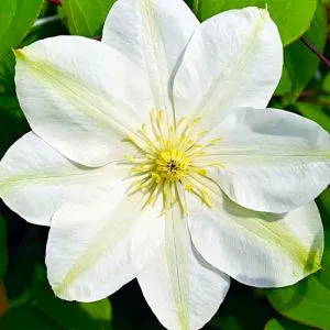Клематис Guernsey Cream фото