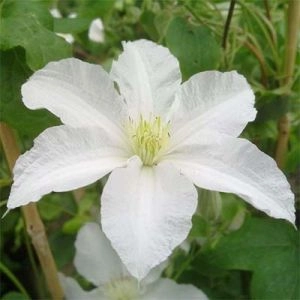 Клематис Huldine фото