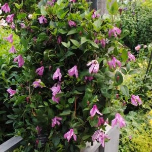 Клематис Pangbourne Pink фото
