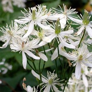 Клематис Terniflora фото