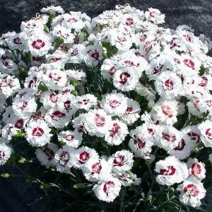 Гвоздика Coconut Sundae фото