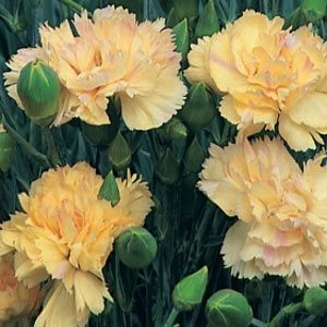 Гвоздика Devon Cream фото