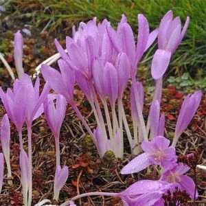 Безвременник (Кольчикум) Lilac Wonder фото