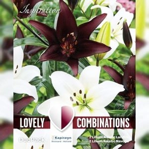 Комбо Лилия Азиатская White & Black (Брендовые луковицы KAPITEYN®) фото