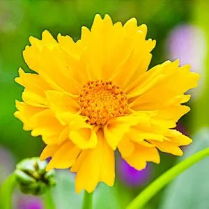 Кореопсис Grandiflora фото