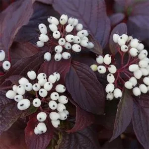 Кизил Siberian Pearles фото