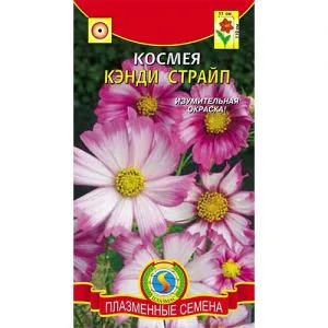 Космея Кэнди Страйп фото