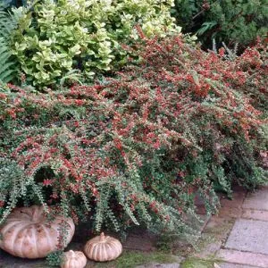 Кизильник Radicans Major фото