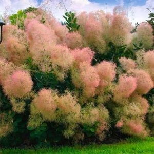 Скумпия Обыкновенная фото