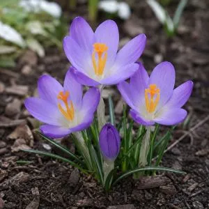 Крокус Barr's Purple фото