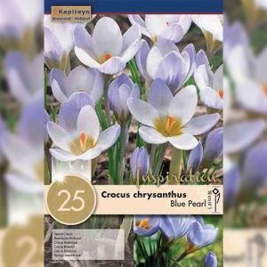 Крокус Blue Pearl (Брендовые луковицы KAPITEYN®) фото