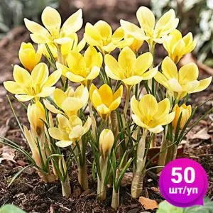 Крокус Romance 50 шт/уп фото
