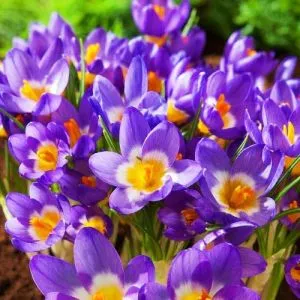 Крокус Tricolor фото