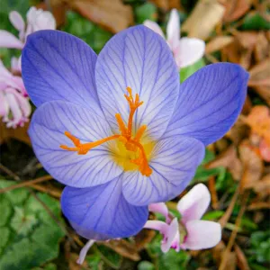 Крокус Speciosus фото