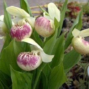 Циприпедиум Reginae Flavum фото
