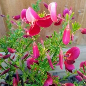Ракитник Johnson's Crimson фото