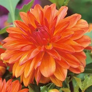 Георгина Berliner Orange фото