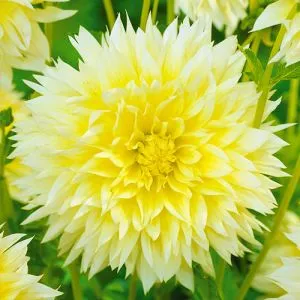 Георгина Canary Fubuki фото